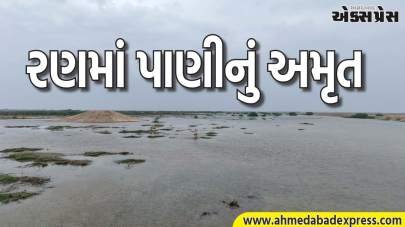 કચ્છના નાના રણમાં વન વિભાગની અદ્ભુત પહેલ, 1.35 કરોડ લિટર પાણી સંગ્રહ, વન્યજીવોનું નવું આવાસ