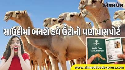 સાઉદી અરેબિયામાં ઊંટોને પાસપોર્ટ મળશે. સરકારની અજીબોગરીબ યોજના જાણીને તમે હેરાન થઈ જશો