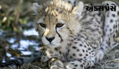 Cheetah Cubs: કુનોમાં ફરી ખુશીનો માહોલ, નામીબિયન ચિતા જ્વાલાએ ત્રણ બચ્ચાને જન્મ આપ્યો