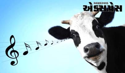 ગાય-ભેંસ સંગીત સાંભળીને વધુ દૂધ આપે છે, NDRIના સંશોધનનો મોટો દાવો