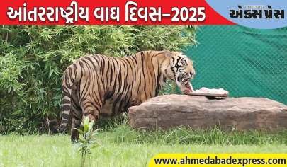 ગીર ફાઉન્ડેશન, ગાંધીનગર દ્વારા આંતરરાષ્ટ્રીય વાઘ દિવસ–૨૦૨૫ની ઉજવણી કરાઈ