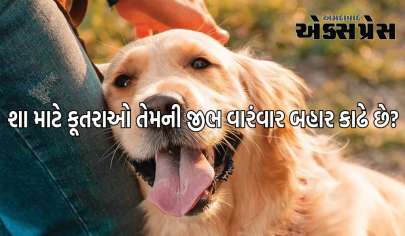 શું તમે ક્યારેય વિચાર્યું છે કે શ્વાન હંમેશા તેમની જીભ કેમ બહાર કાઢે છે?