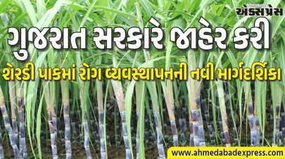 શેરડી પાકમાં જમીનજન્ય રોગોનું નિયંત્રણ કેવી રીતે કરવું? ગુજરાત ખેતી વિભાગની માર્ગદર્શિકા