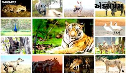 ભારતીય પ્રાણીઓ: ભારતના વૈવિધ્યસભર ઇકોસિસ્ટમ્સના સમૃદ્ધ વન્યજીવનનું અન્વેષણ