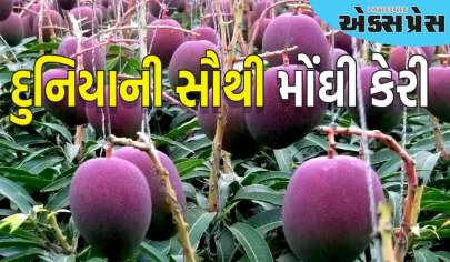 ભારતમાં ઉગાડવામાં આવતી આ કેરી માટે જાપાન પાગલ છે, તેનું નામ છે 'સૂર્યનું એગ'