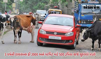 અમદાવાદમાં રખડતા ઢોરને લઈને નવી પોલીસી