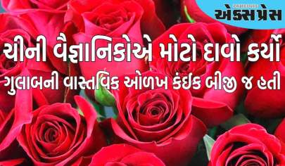 વાસ્તવિક ગુલાબ લાલ નહીં, પણ આ રંગના હોય છે, ચીની વૈજ્ઞાનિકોએ મોટો દાવો કર્યો