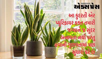 ઓક્સિજન-બુસ્ટિંગ ઇન્ડોર પ્લાન્ટ્સ સાથે તમારી રાતોને પુનર્જીવિત કરો