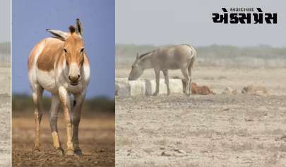 કચ્છના નાના રણમાં વસતા ઘુડખરોની વ્હારે આવ્યો ગુજરાત વન વિભાગ