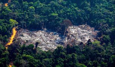 વનનાબૂદી સામે યુદ્ધ: બ્રાઝિલમાં દાવ પર એમેઝોનની કિંમતી ઇકોસિસ્ટમ