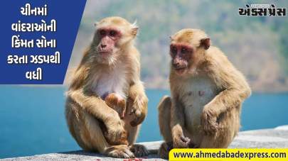 ચીનમાં વાંદરાઓની કિંમતમાં બમણો વધારો, સોના કરતા ઝડપી ભાવવધારો