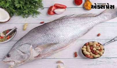 ગુજરાતે આ માછલીને રાજ્યની માછલી કેમ જાહેર કરી, જાણો તેના વિશે બધું