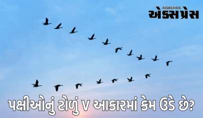 પક્ષીઓના ટોળા V આકારમાં કેમ ઉડે છે?  જાણો તેની પાછળનું વિજ્ઞાન