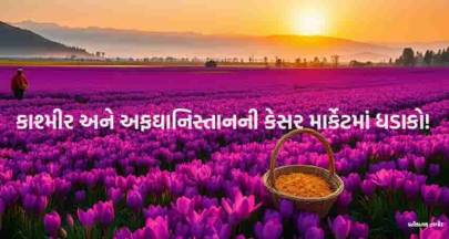 કાશ્મીરી કેસરનો ભાવ ૫ લાખથી વધુ, અફઘાનિસ્તાનથી આયાત બંધ - નવીનતમ સમાચાર