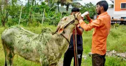 મહીસાગર જિલ્લામાં લમ્પી સ્કીન ડીસીઝ સામે વહીવટ સજ્જ: સર્વે અને રસીકરણ શરૂ